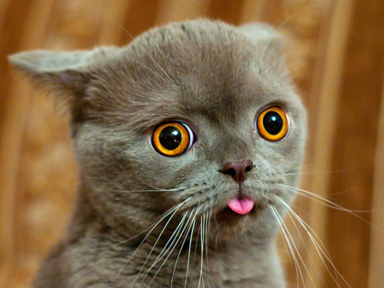 donner sa langue au chat.jpg