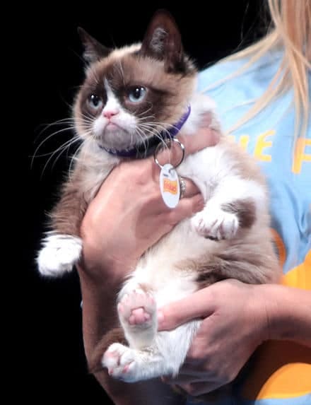 Grumpy_Cat faux amis espagnol.jpg