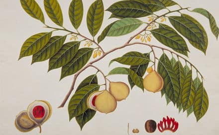 440px-Booa_Palla;_Nutmeg;_Myristica_moschata_(William_Farquhar_Collection,_1819–1823).jpg