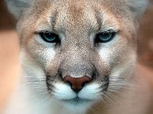 Origine du mot Cougar