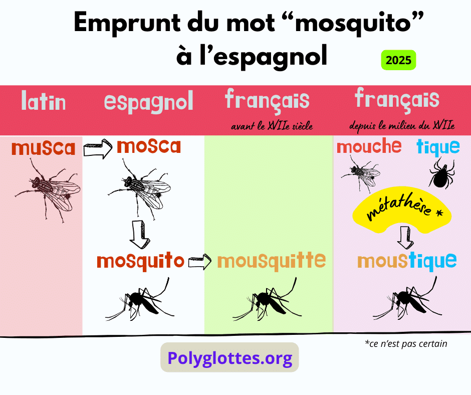 étymologie du mot moustique
