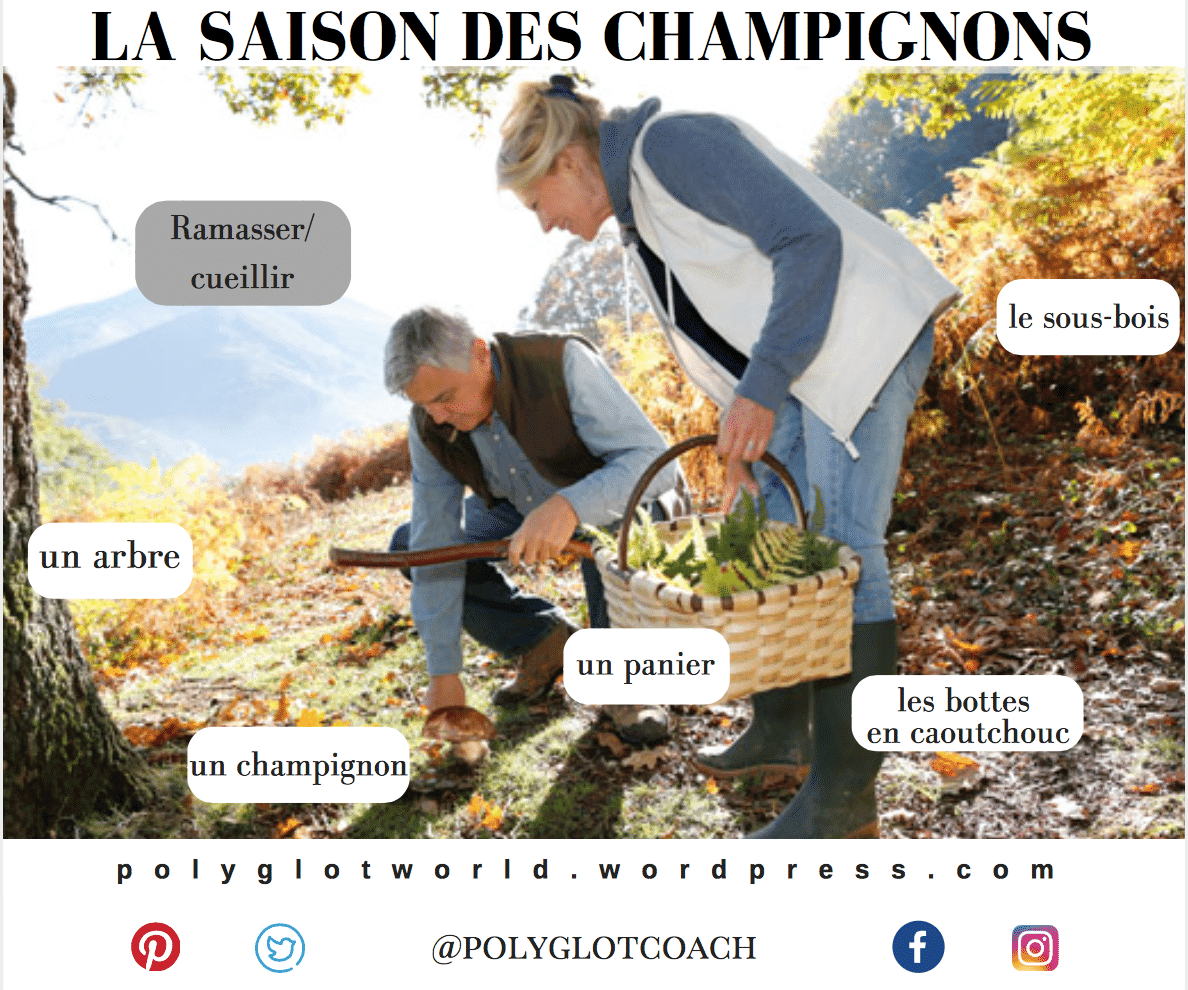 la saison des champignons- polyglotcoach.png