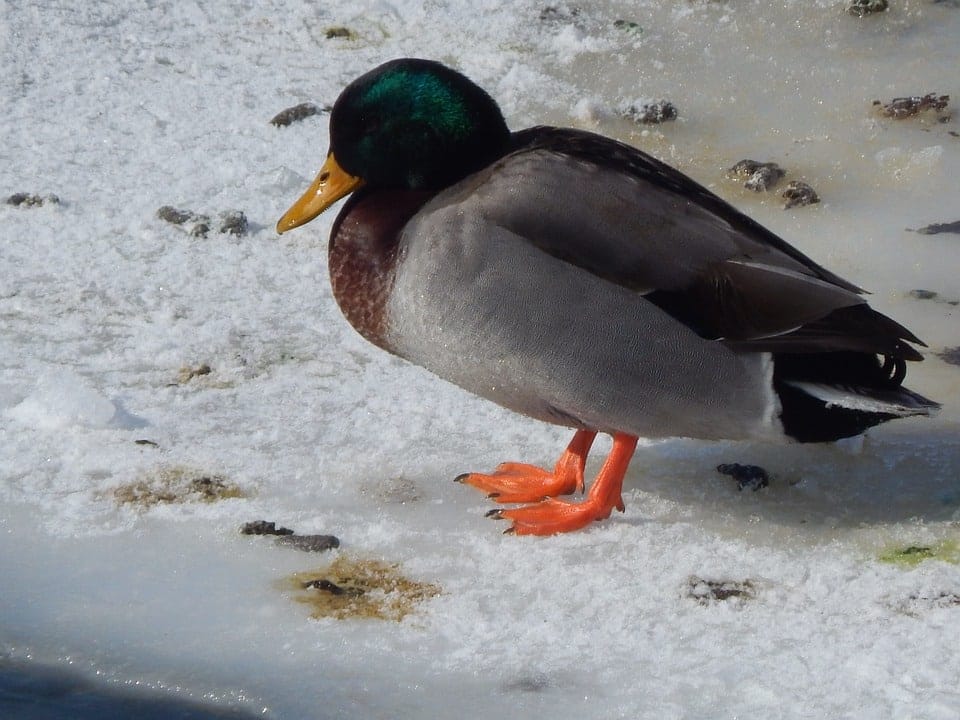 expression un froid de canard.jpg