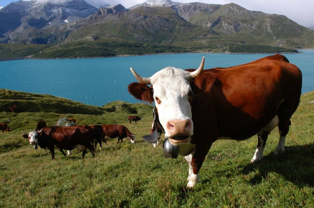 la vache abondance apprendre le français fle exercices corrigés