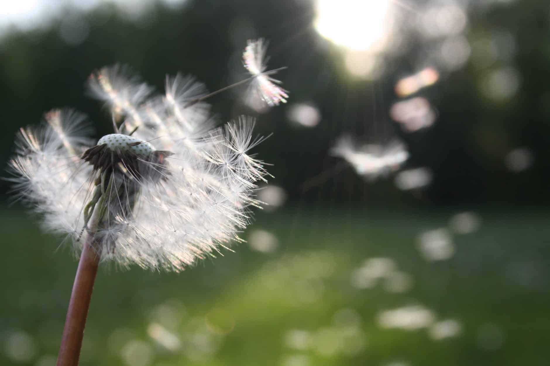 L&rsquo;allergie 🎧 – Vocabulaire de la vie quotidienne en français